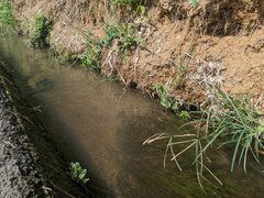 Potamogeton octandrus