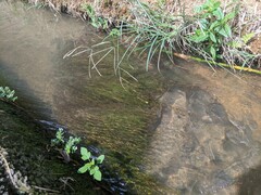 Potamogeton octandrus