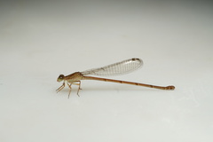 Ceriagrion glabrum