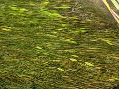 Potamogeton octandrus