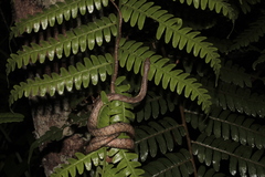 Chevron Necked Snake photo 1