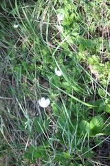 Anemonoides sylvestris