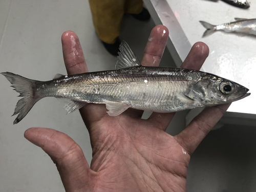 Kiyi (Coregonus kiyi) — Salmonidae — 2