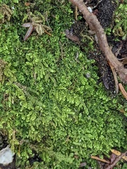 Porella platyphylla