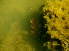 Clathria prolifera