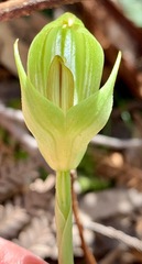 Pterostylis curta