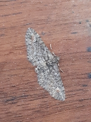 Pasiphilodes testulata