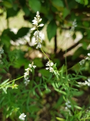 Polygala paniculata