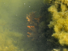 Clathria prolifera