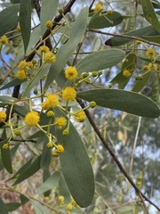 Acacia hemignosta
