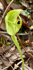Pterostylis curta