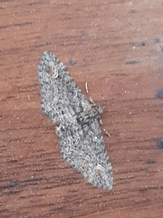 Pasiphilodes testulata