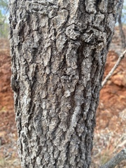Acacia hemignosta