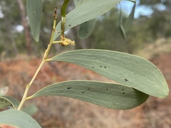 Acacia hemignosta