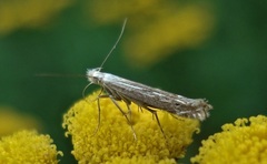 Isophrictis striatella