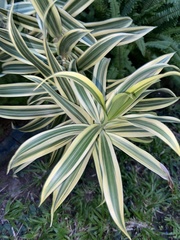 Dracaena reflexa