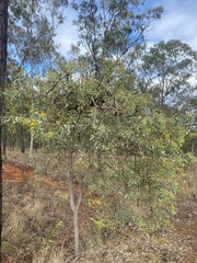Acacia hemignosta