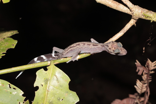 Paroedura gracilis