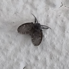 Clogmia albipunctata