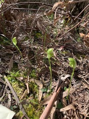 Pterostylis curta