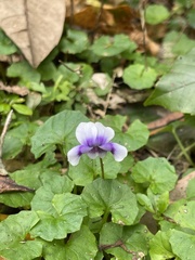Viola banksii