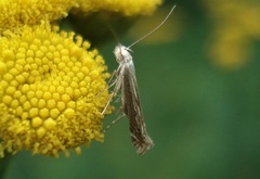 Isophrictis striatella