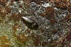 Lanelater aequalis