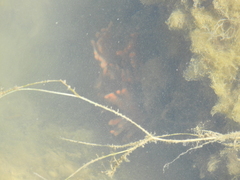 Clathria prolifera