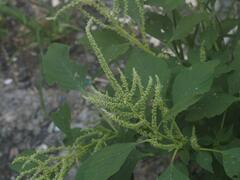 Amaranthus viridis
