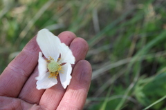 Anemonoides sylvestris