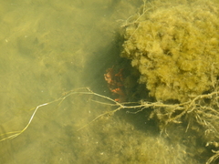 Clathria prolifera