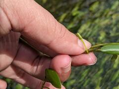 Potamogeton octandrus