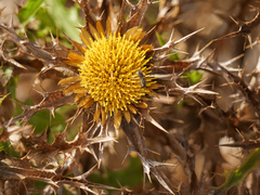Carlina vulgaris