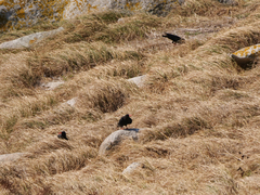 Pyrrhocorax pyrrhocorax