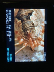Phalangium opilio