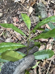 Eupomatia bennettii