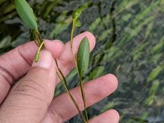 Potamogeton octandrus