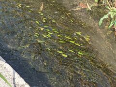 Potamogeton octandrus