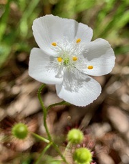 Drosera planchonii