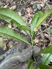 Eupomatia bennettii