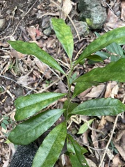 Eupomatia bennettii