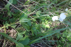 Anemonoides sylvestris