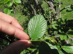Ulmus minor