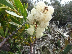 Hakea