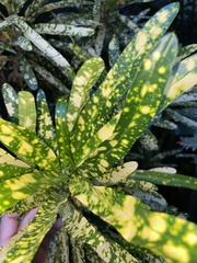 Codiaeum variegatum