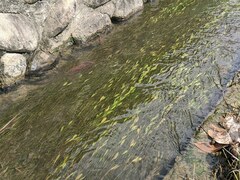 Potamogeton octandrus