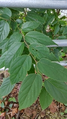 Celtis boninensis