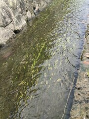 Potamogeton octandrus