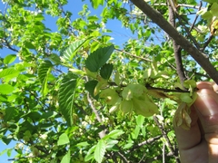 Ulmus minor