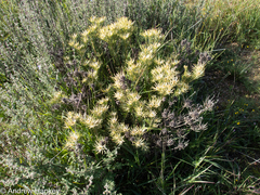 Leucadendron lanigerum lanigerum
